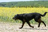 BEAUCERON 819